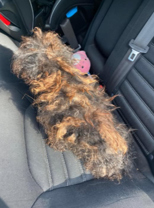 Rescue takes in severely matted dog who looks like a wig!